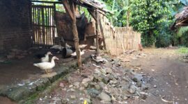 Foto : Ketua BUMDes Surakarta diduga gelapkan 69 ekor bebek