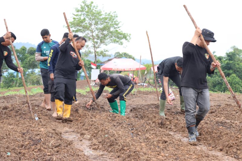 Foto : Kegiatan penanaman jagung yang dipimpin oleh Kapolres Melawi