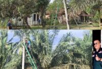 Foto : PT. PLN melakukan perluasan jaringan listrik di wilayah hukum Kecamatan Patia, Kabupaten Pandeglang, Banten